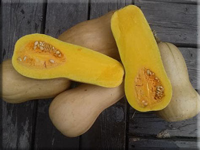 Heirloom Squash Seeds - All Varieties