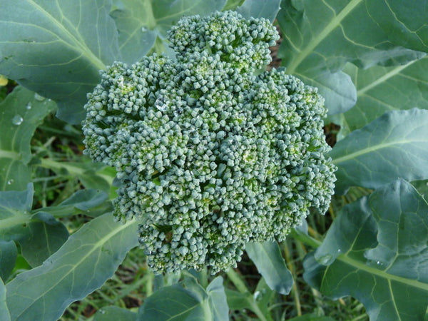 Heirloom Broccoli Seeds - (Brassica oleracea var. botrytis)