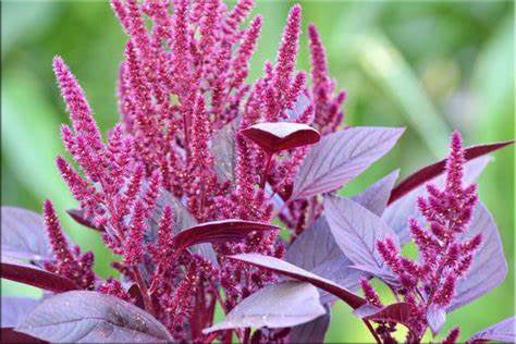 Heirloom Amaranth Seeds