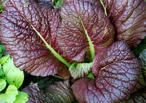 Heirloom Mustard Greens Seeds - (Brassica juncea)