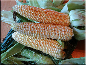 Heirloom Corn Seeds - (Zea mays)