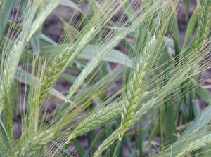 Emmer Wheat - ‘Abyssinian’