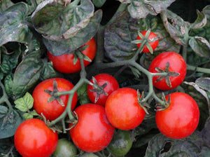 Acadian Cherry Tomato