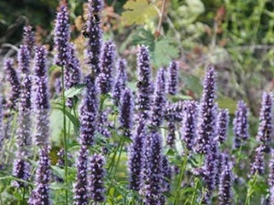 Agastache Hyssop - (Agastache foeniculum)