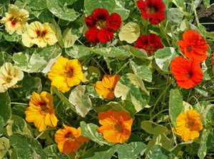 Alaska Nasturtium - (Tropaeolum majus)