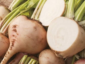 Albino Beet