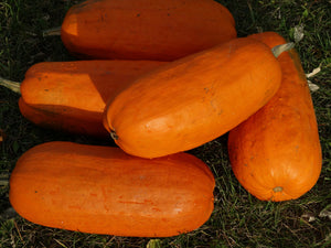 Algonquin Pumpkin - (C.pepo)