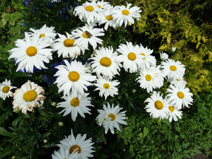 Alaska Shasta Daisy - (1904)