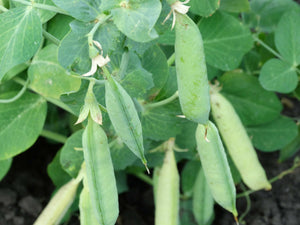 American Wonder Pea (1875)