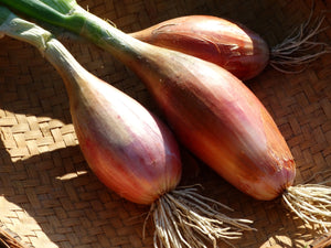 Amish Bottle Onion