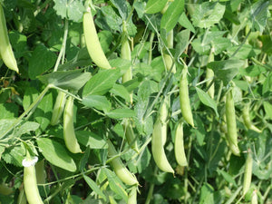 Amish Snap Pea
