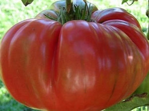 Andrew Rahart's Jumbo Red Tomato