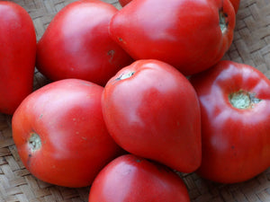 Anna Russian Tomato