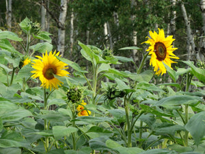 Arikara Sunflower