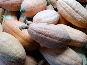 Arikara Squash (C.Maxima)