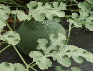 Arikara Watermelon