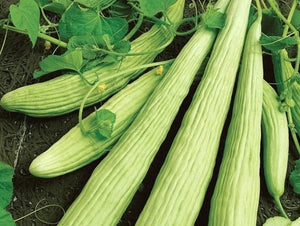 Armenian Cucumber (Cucumis melo)