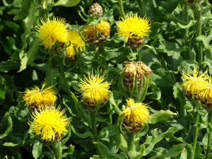 Armenian Basketflower - (Centaurea macrocephala)