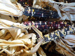 Assiniboine Flint Corn