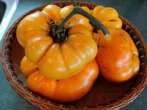 Aunt Gertie’s Gold Tomato