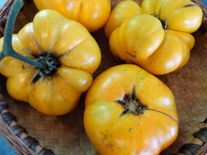 Aunt Gertie’s Gold Tomato