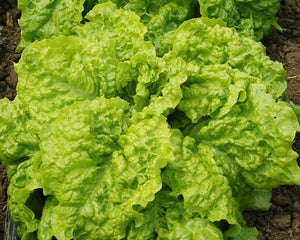 Australian Yellow Lettuce