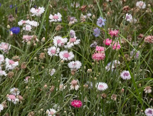 Bachelor's Button Mix
