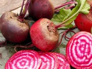 Bassano Beet (pre 1840)