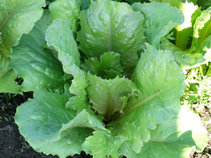 Bath Cos Lettuce (1700s)