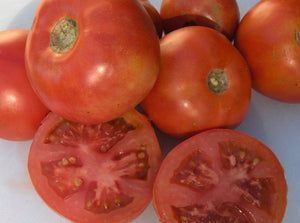 Beaverlodge Slicer Tomato