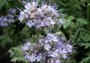 Bee's Friend - (Phacelia tanacetifolia)