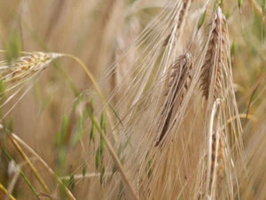 Bere Barley