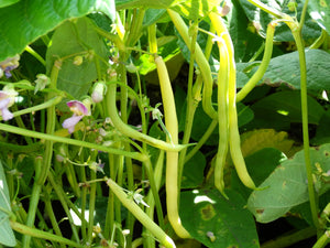 Beurre de Rocquencourt Bean