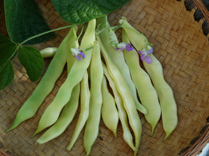 Bis Bean