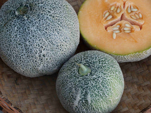 Bit O’ Honey Melon