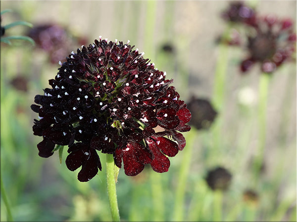 Black Knight Scabiosa - (Scabiosa atropurpurea)