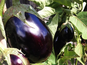 Eggplant - Black Beauty