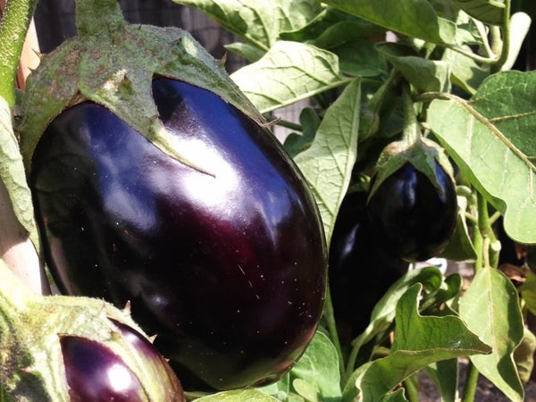 Heirloom Eggplant Seeds - (Solanum melongena)