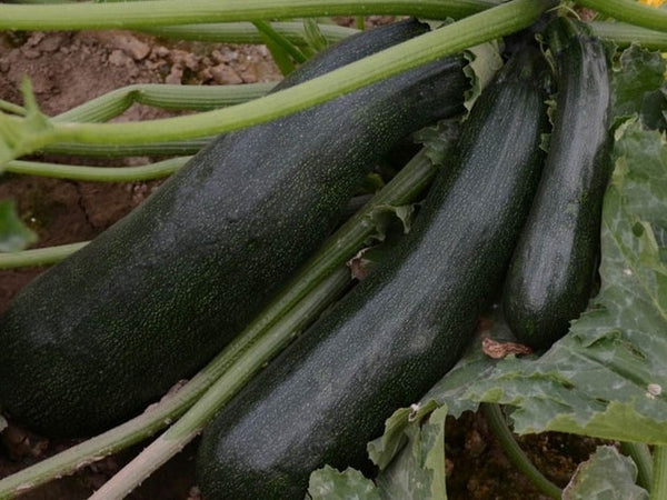 Heirloom Zucchini Seeds