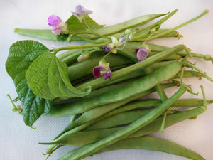 Black Canterbury Dwarf Bean - (pre 1800)