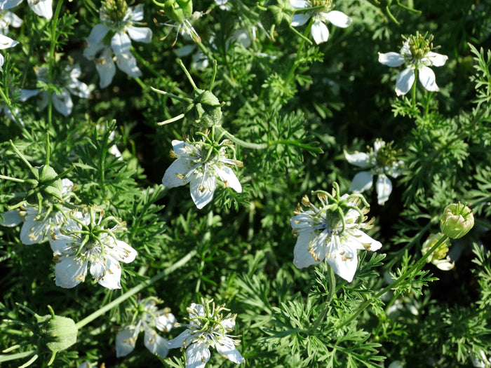 Black Cumin