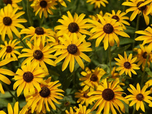 Black Eyed Susan - (Rudbeckia hirta)