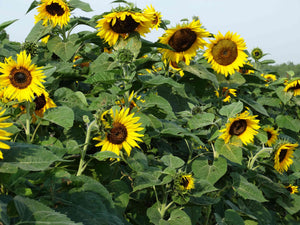 Hungarian Black Seeded Sunflower
