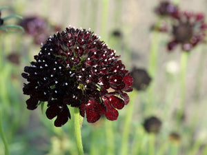 Black Knight Scabiosa - (Scabiosa atropurpurea)