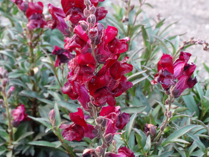 Black Prince Snapdragon (pre 1923)