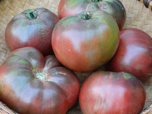 Black Sea Man Tomato