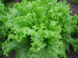 Black Seeded Simpson Lettuce Seeds (1850)