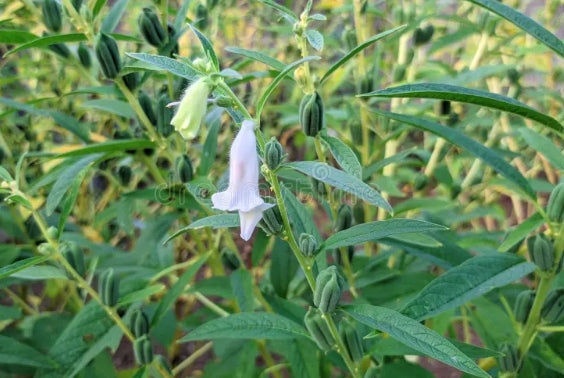 Black Sesame – Heritage Harvest Seed