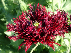 Black Swan Poppy