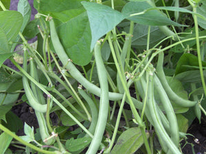 Black Valentine Bean (1897)